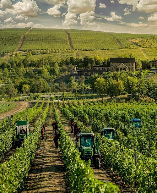Meysari Wine Factory